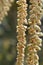 Catkins on contorted Old man Henry\'s walking stick