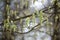 Catkins hangin on a tree branch in early spring. Allergic rhinitis concept