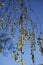 Catkins in a Lancashire woodland in Spring