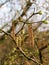 Catkins or male flowers of a silver birch in april in spring woodland with budding leaves