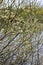 Catkins, Osier Willow - Salix viminalis, River Yare, Norfolk Broads, Surlingham, Norfolk, England, UK