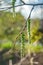 Catkins poplar undiscovered in spring