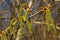 Catkins poplar undiscovered in spring. Populus tremula, aspen is a species of poplar in the rays of the bright sun