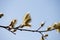 Catkins of Salix Atrocinerea commonly called grey willow