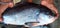 catla carp fish hand in nice blur background