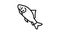 catla catla fish line icon animation