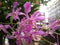 Catleya orchid flower.