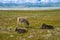 Catlle grazing at the Traditional Yurt camp at the Son Kul lake plateau in Kyrgyztan