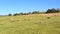 Catlle herd grazing on mountain pasture, aerial footage