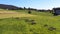 Catlle herd grazing on mountain pasture, aerial footage