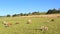 Catlle herd grazing on mountain pasture, aerial footage