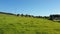 Catlle herd grazing on mountain pasture, aerial footage