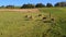 Catlle herd grazing on mountain pasture, aerial footage