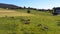 Catlle herd grazing on mountain pasture, aerial footage
