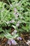 Catmint