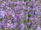 The Catmint and Faassen\\\'s catnip (Nepeta faassenii) flowering with two-lipped, trumpet-shaped, soft lavender