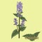 Catmint, nepeta, catnip. Illustration of a plant in a vector wit