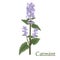 Catmint, nepeta, catnip. Illustration of a plant in a vector wit