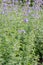 Catmint, Nepeta x faassenii Walkers Low, lavender-blue flowers