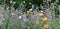 Catmint Nepeta six hills giant flowers in a garden, lots of white butterflies on flowers