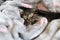 Catnap habits. Cute kitten sleeping in grey soft blanket. Cute feline friend. Cats rest napping on bed. Comfortable pets