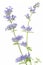 Catnip flowers (Nepeta cataria)