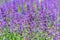 Catnip flowers (Nepeta cataria) field in summer