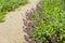 Catnip flowers (Nepeta) in country rustic garden.