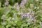 Catnip (nepeta cataria)