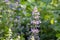 Catnip, Nepeta cataria. flowering plant in the summer  garden.