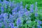Catnip Nepeta racemosa blooms in the summer garden. Blue catmint flowers
