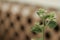 Catnip plant closeup with blooms