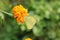 Catopsilia pomona, the common emigrant or lemon emigrant, sitting on the marigold.