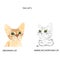 the cats: abissinia cat and american shorthair cat