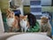 Cats, animal shelter and adoption pets at veterinary clinic, animal welfare and rescue center. Abandoned, homeless and