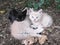 Cats baby Beautiful and tender kittens drink napping in nature. Feline brothers resting in the woods on an autumnal afternoon