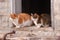 Cats in barn window