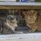 Cats in a Bookstore Window