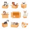 Cats in boxes. Cute stickers with cat sitting, sleeping and playing in cardboard box. Funny hiding kittens. Adopt