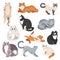 Cats breeds, furry feline animals kittens vector