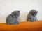 Cats - British, Russian or Shotlad blue breed. Very cute and touching little gray fluffy kittens
