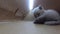 Cats cardboard house, gopro indoor view