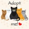 Cats in a cartoon style. Do not shop, adopt. Cat adoption concept.