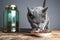 Cats and Cat Food in Glass