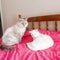 Cats cat pets love cute Turkish angora white friends