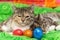 Cats with colorful easter eggs