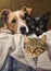 cats and dog, lying on a blanket, vintage picture, generated by AI, generative assistant