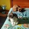 Cats doing nothing on the bed