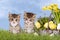 Cats, Easter, with daffodils on grass