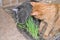 Cats eat grass grown at home